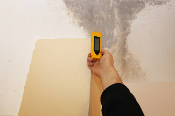 Best Emergency Mold Remediation  in West Point, KY