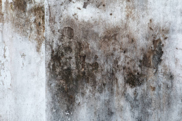 Best Mold Prevention Services  in West Point, KY