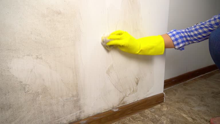 Trusted West Point, KY Mold Removal Experts