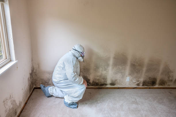 Best Biohazard Mold Removal  in West Point, KY