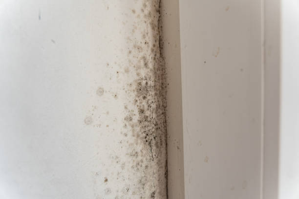 Best Attic Mold Removal  in West Point, KY