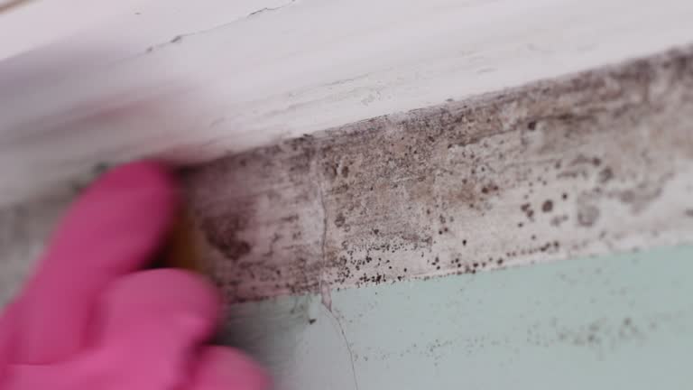Best Basement Mold Removal  in West Point, KY